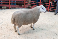 Border Cheviot Ewes-04
